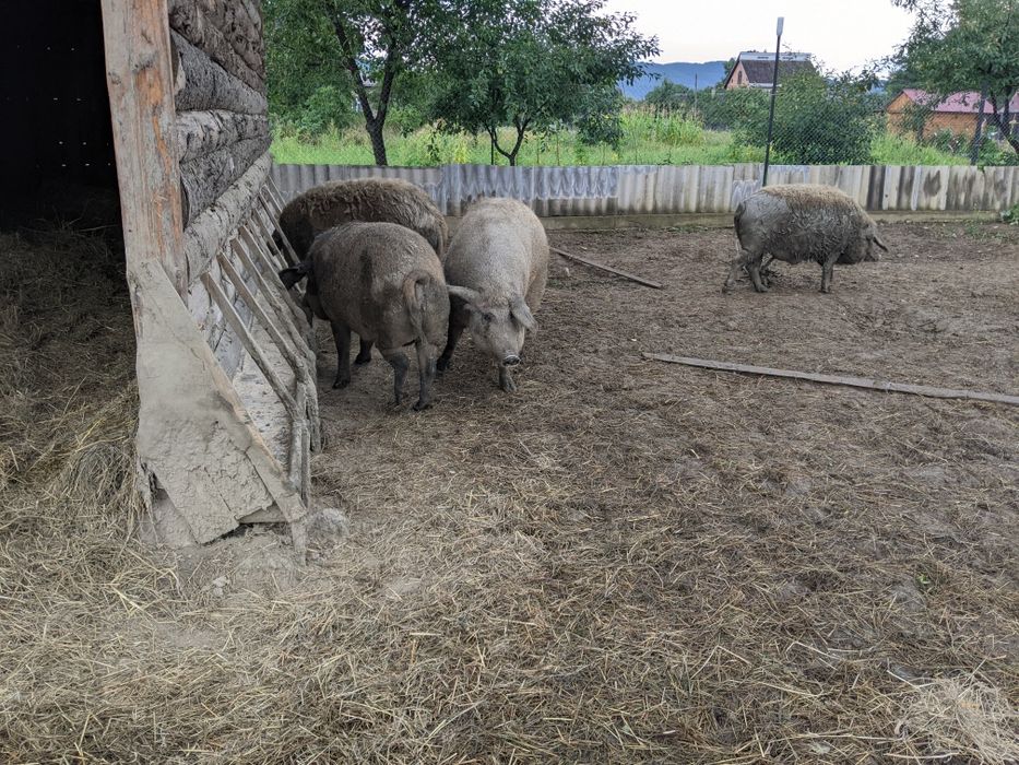 Венгерської мангалиця