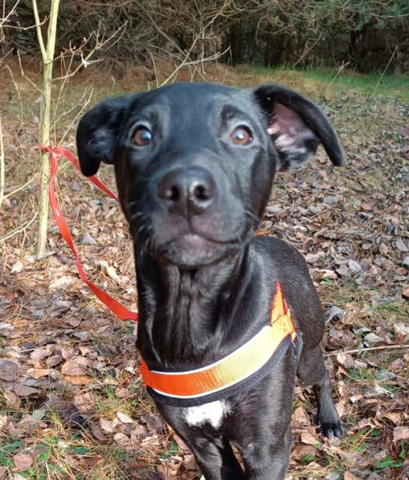 Uratowany G O N Z nadal bez SWOKEGO człowieka!