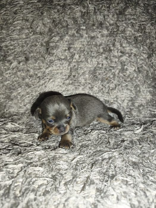 Chihuahua Blue and Tan Macho