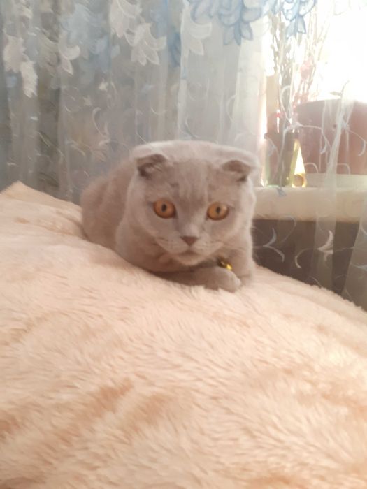 Британські котята