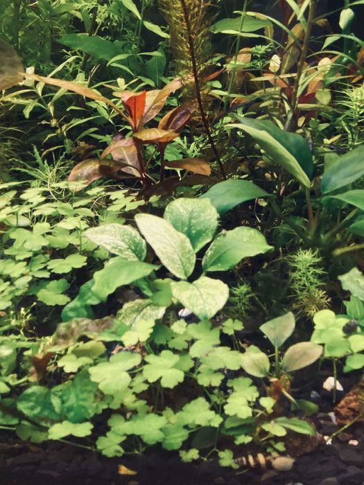 Акваріумні рослини