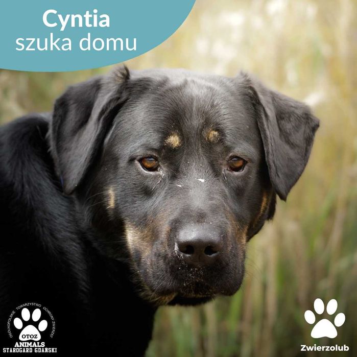 Duża suczka Cyntia do adopcji