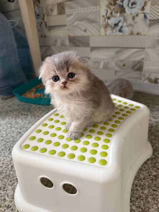 Шотландская девочка фолд вислоушка