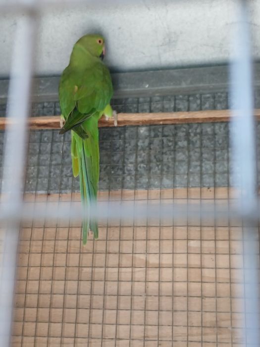 Vendo ou troco 2 ring necks por outras aves