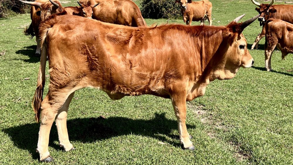 Vitelos M/F - Raça CACHENA - Produção Biologica