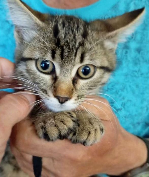 Маленький полосатый котёнок табби ищет дом! Котята в хорошие руки!