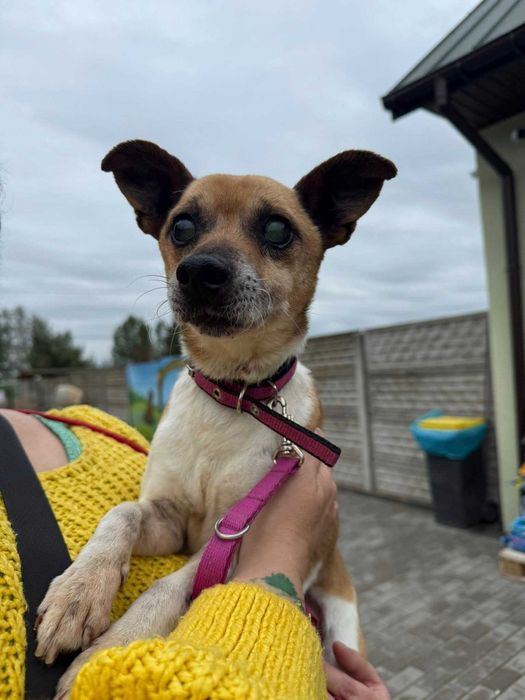 Mały piesek do adopcji, mini ratlerek mix, łagodny Rambo