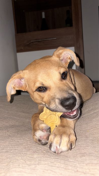 Cadela para doar