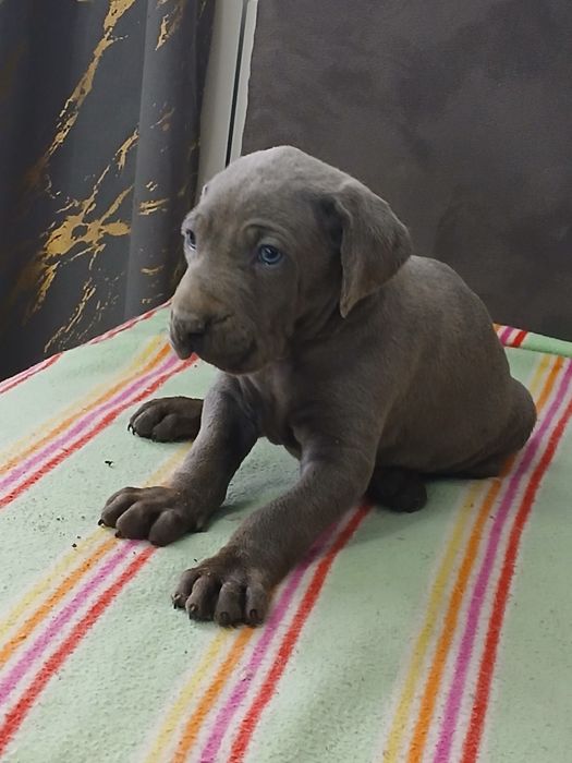 Wyżeł Weimarski śliczny piesek