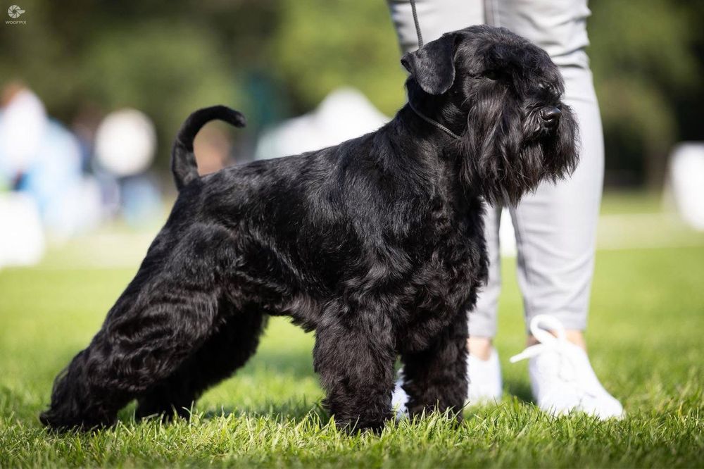 Sznaucer Miniaturowy FCI ZKwP gotowy do odbioru