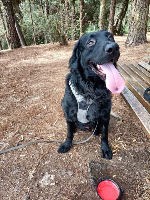 Ralph a precisar de nova família