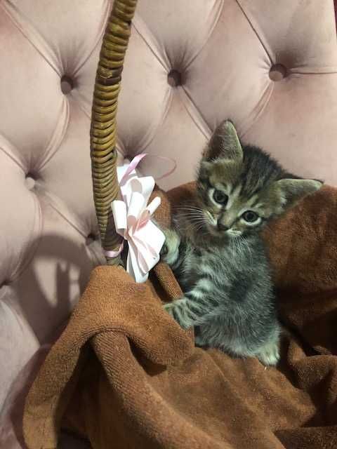 кошенячий бум! Кому рижиків?