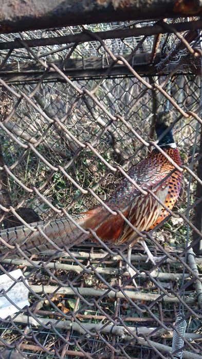 продам ловушка фазанов и животных