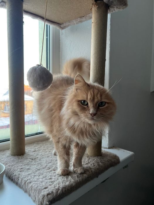 Шукає дім котик Бізе