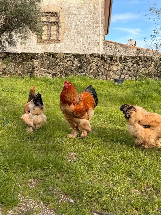 Ovos para Incubação – Galinhas Brahma Buff