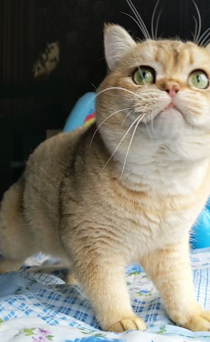 Яркий золотой медведь)Шиншила