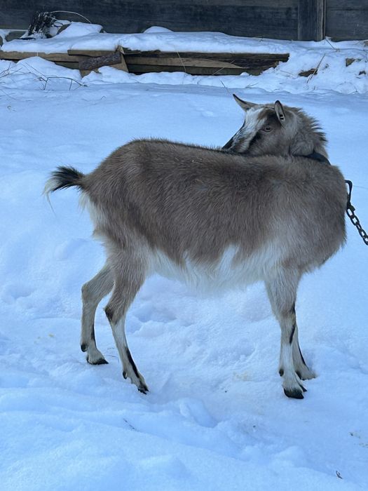 Продам дійну козу