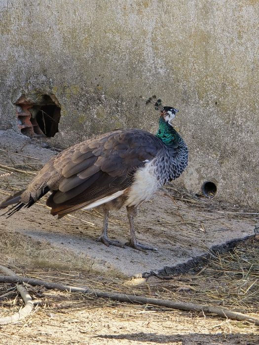 Casal pavões 2025