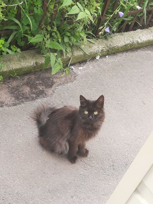 Котики шукають родину
