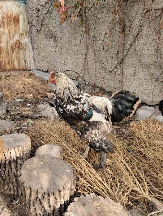 Продаються гарні півні для розведення