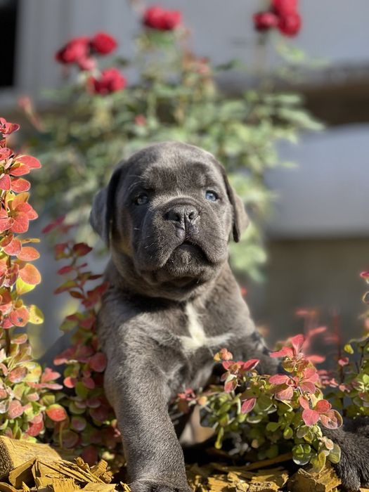 Маленькі кумочки щастя-Cane corso Italiano