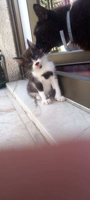 Gatinhos bebes para adopção responsável