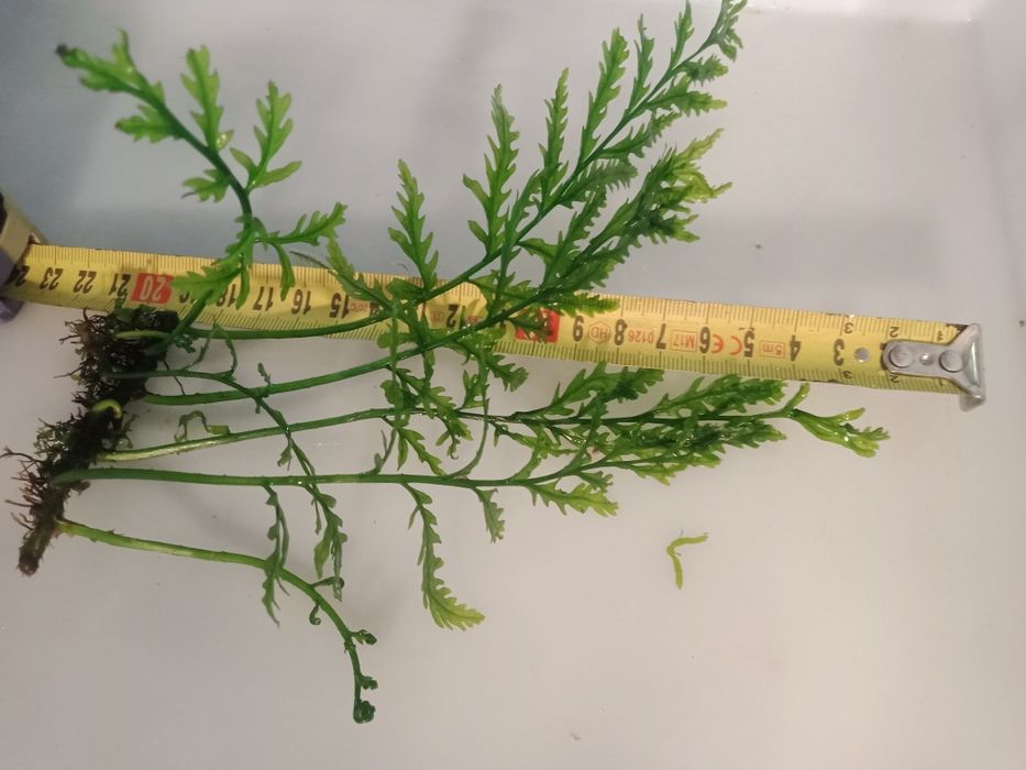 Bolbitis Heudelofii paproć wodna roślina akwariowa od 10zł