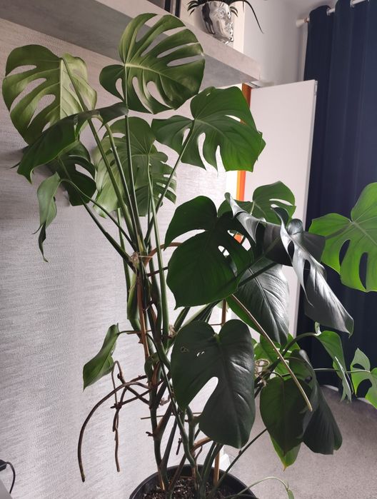 Monstera 120 cm.
