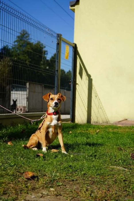 Kochana suczka do pilnej adopcji