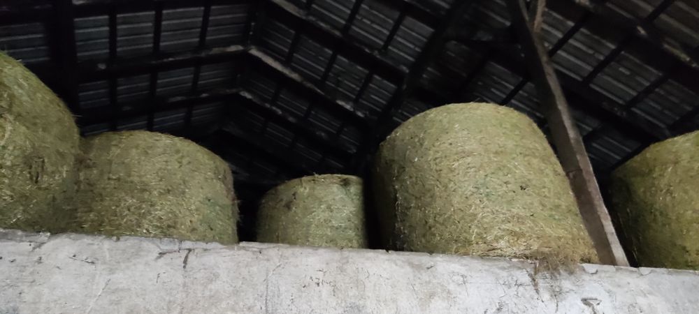 Siano 130cm 2025 SUCHE