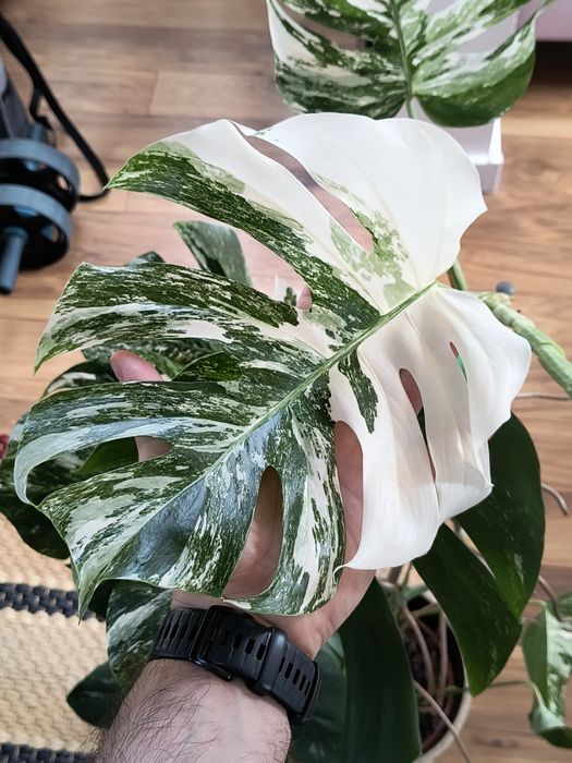 Zdrowa i duża Monstera