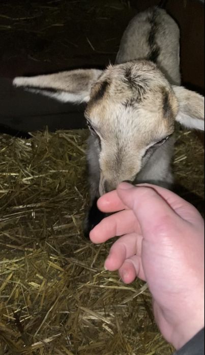 Метис молочного напрямку ( альпійська/зааненський тип )