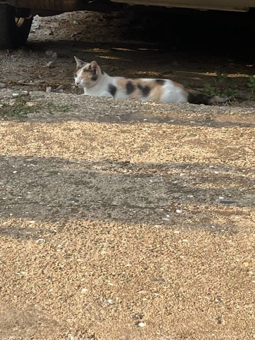 Gatos para adoção