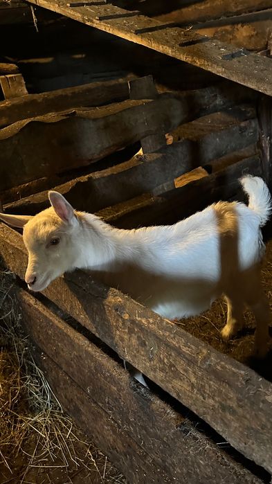 Молоденький цап (2 місяці)