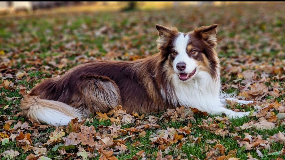 Reproduktor Border Collie FCI/ZKwP – De Winner Trzy Metry Nad Niebem
