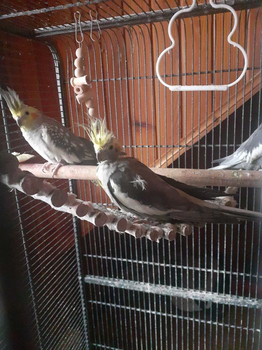 Papuga Nimfa. Samiec 2 letni.