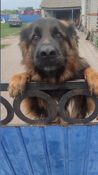 Вязка німецька вівчарка