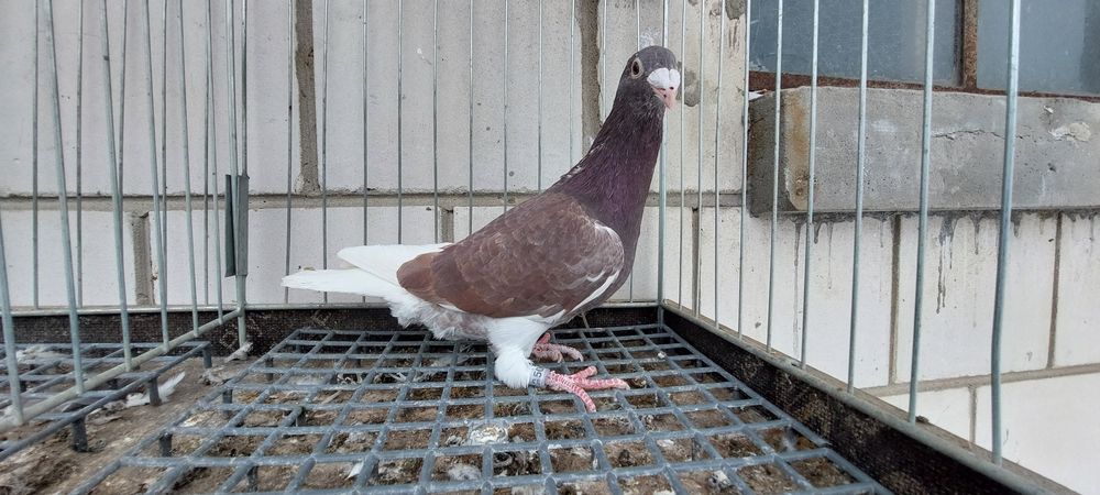 Gołębie staropolskie