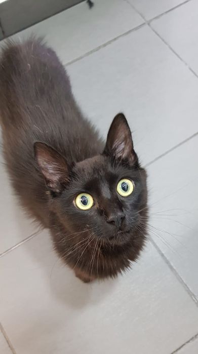 Flow- gatinho jovem para adopção