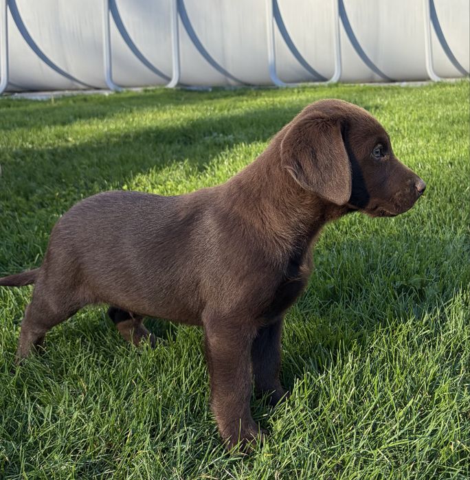 Labrador retriever