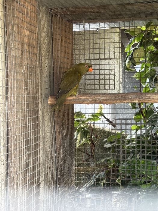 Loris chorolepidotus