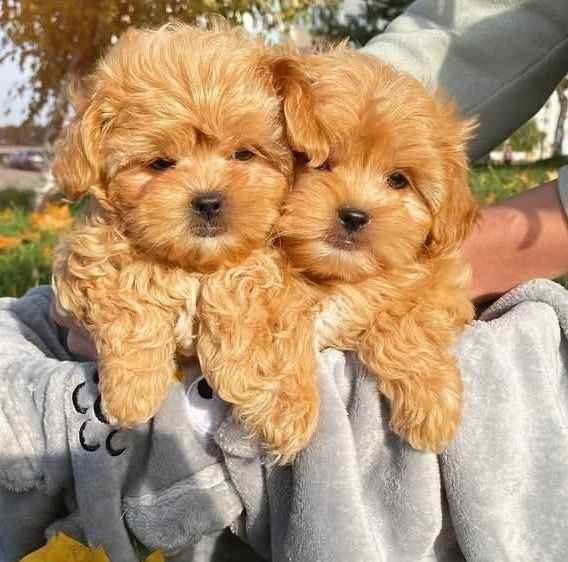 Мальтипу — маленький песик для великого щастя