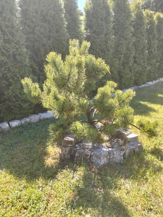 Sosna  wysokość 120cm