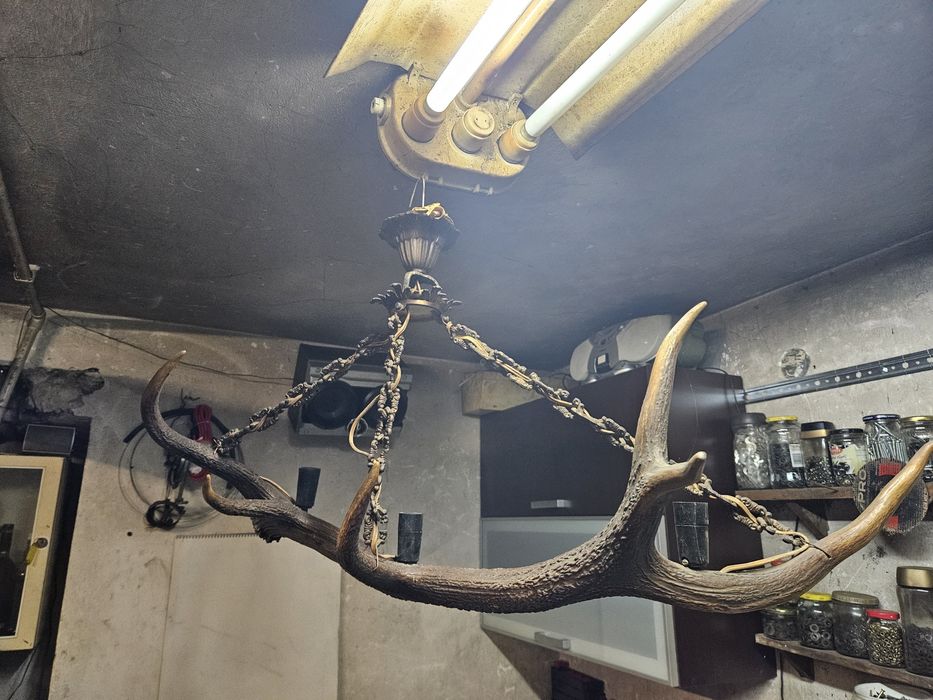 Lampa, żyrandol z poroża