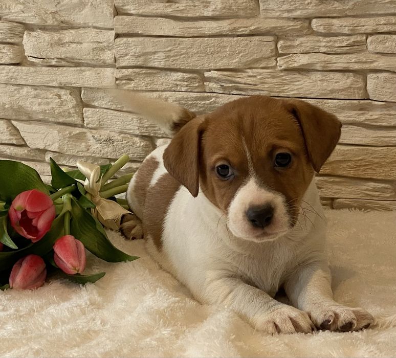 Chłopiec Bursztyn Jack Russell Terrier