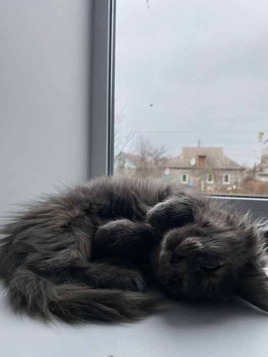 Отдам в хорошие и добрые руки котенка