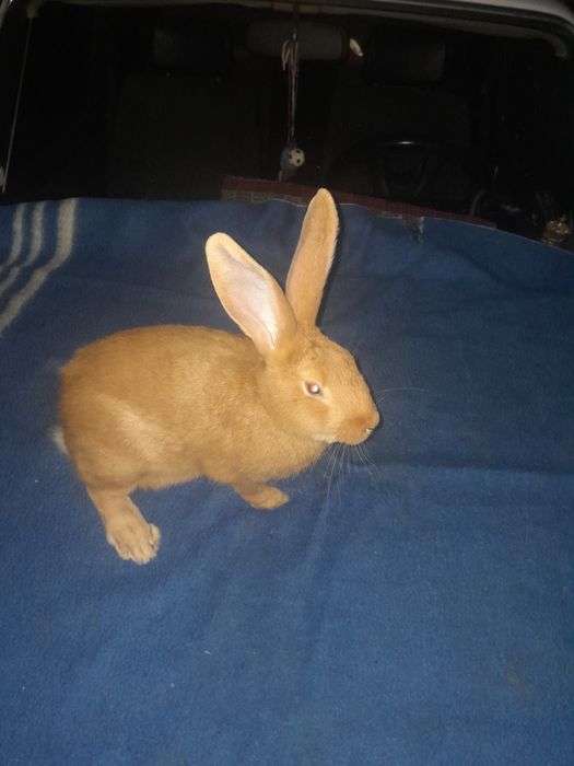 Обміняю самця бургундію.