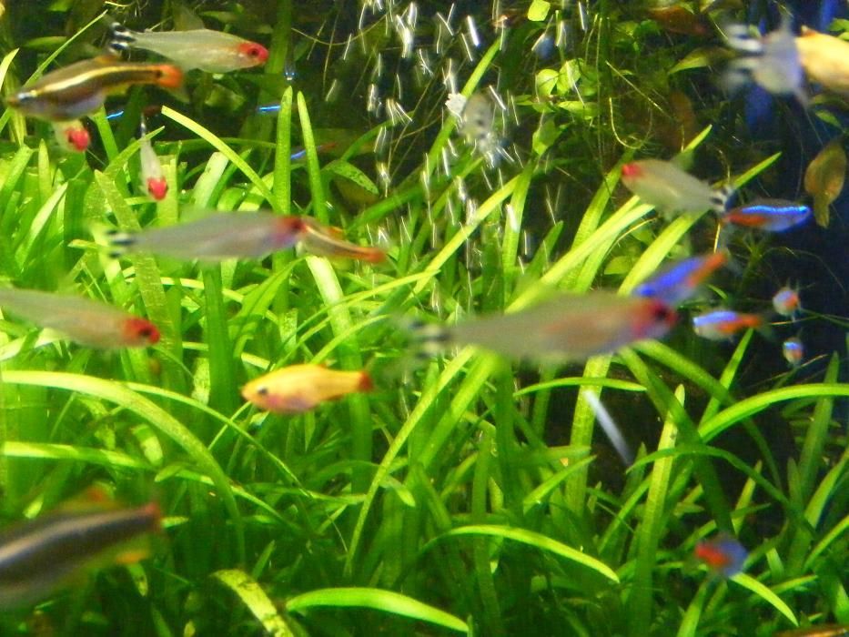 GB Rodostomus, Zwinnik Blehera | Pakiet 1 - 19 szt.