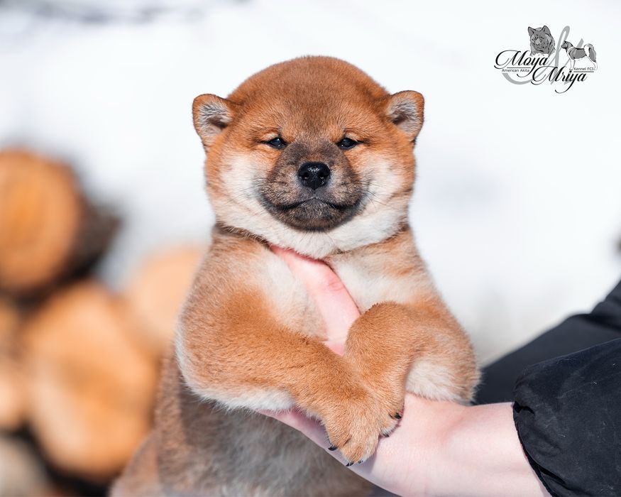 Шиба іну / шиба ину / Shiba inu
