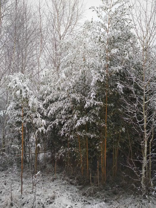 BAMBUSY Phyllostachys w KAMPINOSIE, zimozielone, mrozoodporne